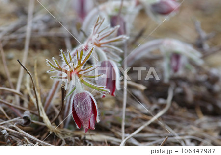砂礫の間から開花した細毛に覆われたオキナグサ 砂礫の間から開花した細毛に覆われたオキナグサ 106847987