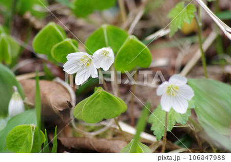 亜高山の渓流脇に咲いたコミヤマカタバミの白花 亜高山の渓流脇に咲いたコミヤマカタバミの白花 106847988