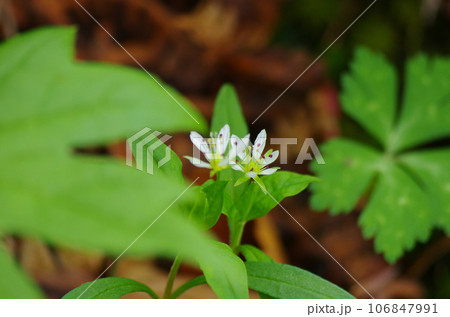 林間の草陰にひっそりと咲くヒゲネワチガイソウ 林間の草陰にひっそりと咲くヒゲネワチガイソウ 106847991