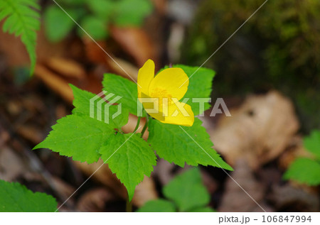 初夏の林床を飾るヤマブキソウの花 初夏の林床を飾るヤマブキソウの花 106847994