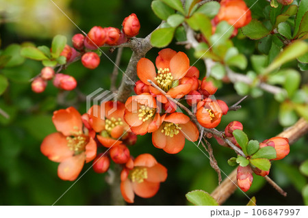 牧場の縁に咲く鮮やかなクサボケの花 牧場の縁に咲く鮮やかなクサボケの花 106847997