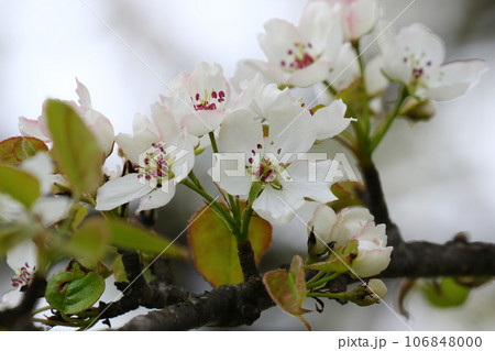 開花したアオナシ(ヤマナシ)の花 106848000