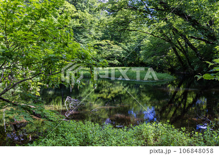 【新潟県・佐渡・乙和池】モリアオガエル羽化中・日本最大級の高層湿原性浮島が浮かぶ乙和池 7月 106848058