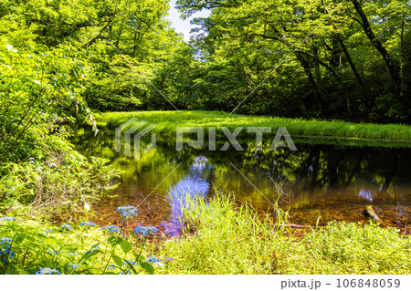 【新潟県・佐渡・乙和池】モリアオガエル羽化中・日本最大級の高層湿原性浮島が浮かぶ乙和池 7月 【新潟県・佐渡・乙和池】モリアオガエル羽化中・日本最大級の高層湿原性浮島が浮かぶ乙和池 7月 106848059