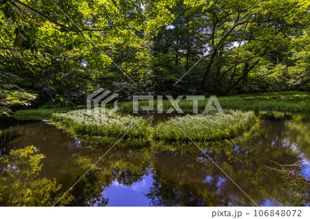 【新潟県・佐渡・乙和池】日本最大級の高層湿原性浮島が浮かぶ乙和池 7月 106848072