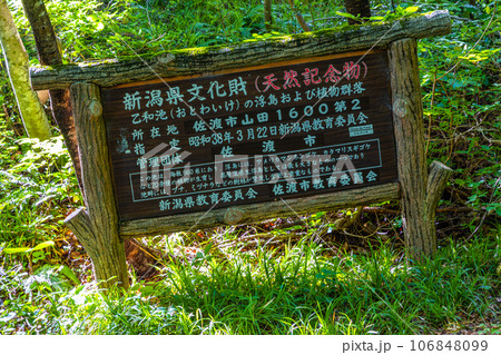 【新潟県・佐渡・乙和池】日本最大級の高層湿原性浮島が浮かぶ乙和池 7月 106848099