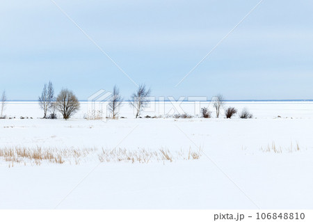 Winter landscape with frozen reed, snowy sea coast Winter landscape with frozen reed, snowy sea coast 106848810