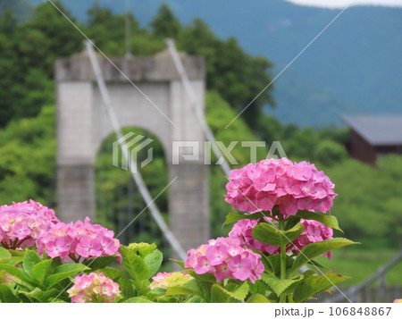 戸川公園の紫陽花と風の吊り橋 106848867