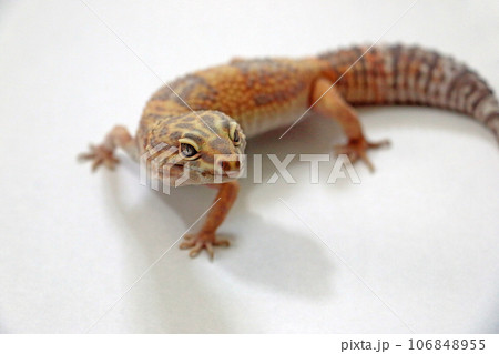 ヒョウモン/トカゲモドキ 爬虫類 ヒョウモン/トカゲモドキ 爬虫類 106848955