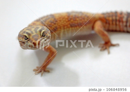 ヒョウモン/トカゲモドキ　爬虫類 106848956