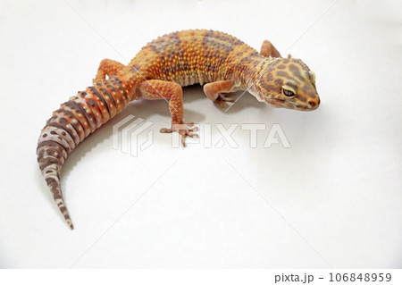 ヒョウモン/トカゲモドキ 爬虫類 ヒョウモン/トカゲモドキ 爬虫類 106848959