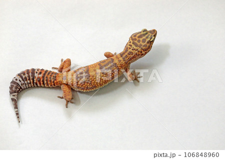 ヒョウモン/トカゲモドキ　爬虫類 106848960