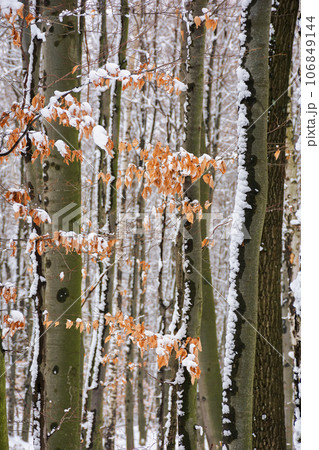 colorful foliage on the branch in snow. winter scenery background. beautiful nature scenery 106849144