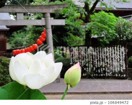 神社で咲く白い蓮の花 106849472