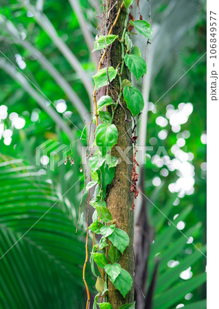 climbing plant on a tree trunk in the tropical forest climbing plant on a tree trunk in the tropical forest 106849577