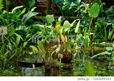 aquatic and marsh plants are grown in water in a greenhouse aquatic and marsh plants are grown in water in a greenhouse 106849583