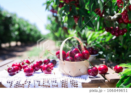 Ripe juicy cherry berry in wicker basket on lace napkin on table in cherry garden 106849651