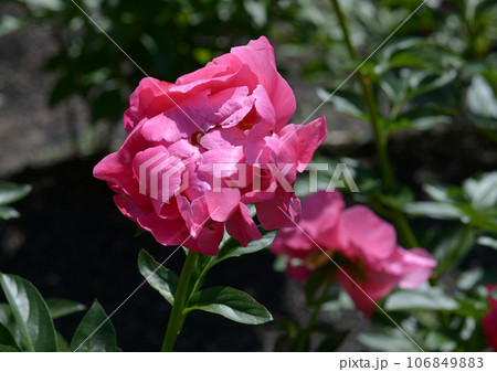 ポーラフェイ シャクヤク ポーラフェイ シャクヤク 106849883