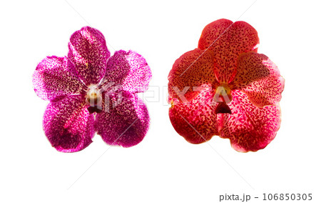 Inflorescence yellowish, pink, orange. Vanda and Ascocenda orchid bunch flower two type. Abbreviated as Asda in horticultural trade, is man-made hybrid genus resulting. Isolated on white background. Inflorescence yellowish, pink, orange. Vanda and Ascocenda orchid bunch flower two type. Abbreviated as Asda in horticultural trade, is man-made hybrid genus resulting. Isolated on white background. 106850305