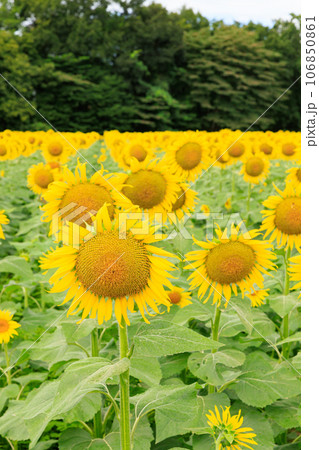 かみのかわサンフラワー祭り（栃木県上三川町） 106850861