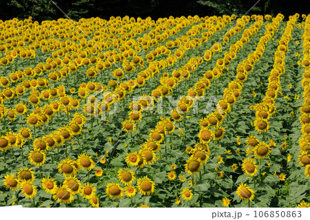 かみのかわサンフラワー祭り（栃木県上三川町） 106850863
