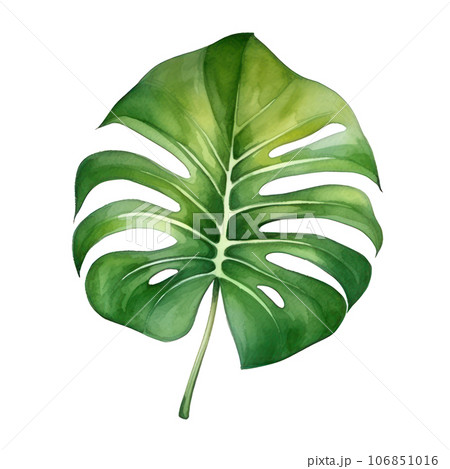 Watercolor green monstera leaf 106851016