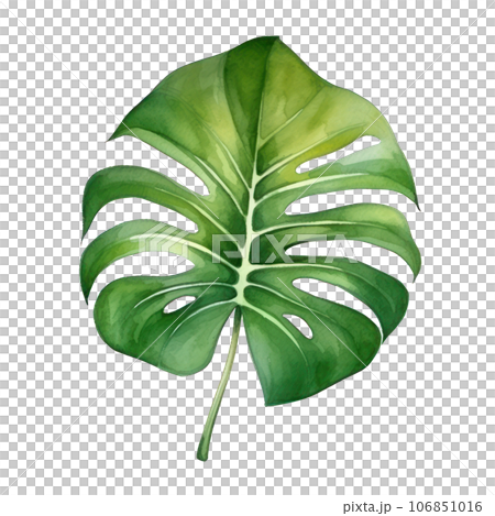 Watercolor green monstera leaf 106851016