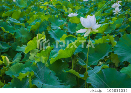 安楽寺の白い蓮【別所温泉】 安楽寺の白い蓮【別所温泉】 106851052