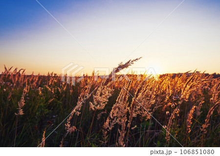 Beautiful sunset in a field with dry grass 106851080