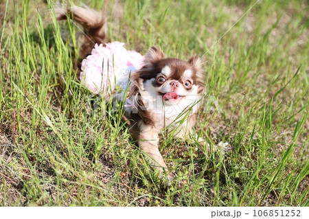 チワワ チワワ 106851252