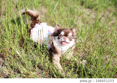 チワワ チワワ 106851253