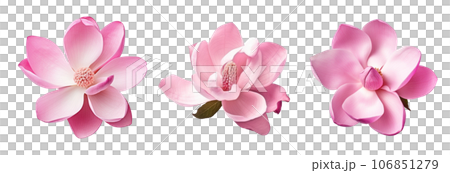 Pink magnolia flower isolated 106851279