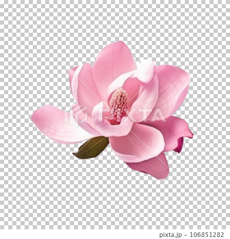 Pink magnolia flower isolated Pink magnolia flower isolated 106851282