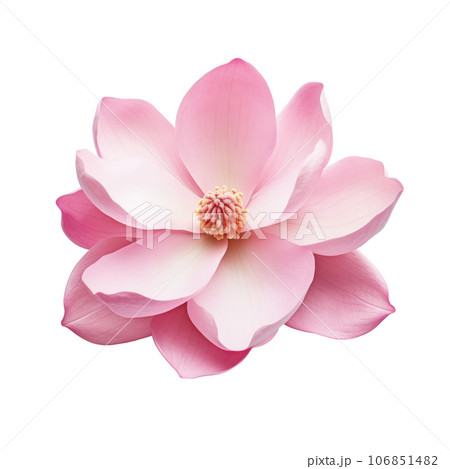 Pink magnolia flower isolated Pink magnolia flower isolated 106851482
