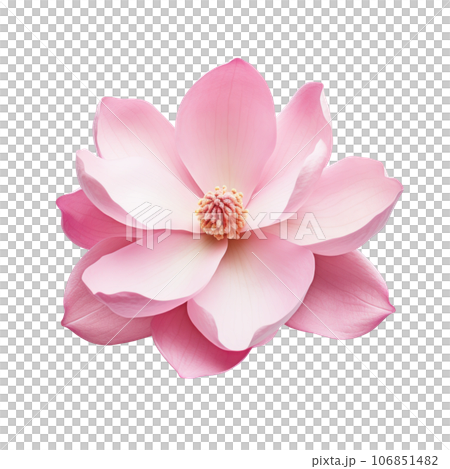 Pink magnolia flower isolated Pink magnolia flower isolated 106851482