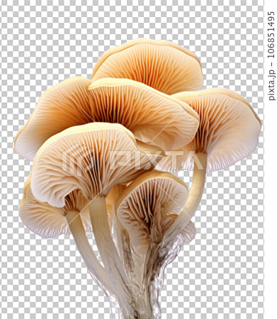 Illustrated mushrooms isolated 106851495