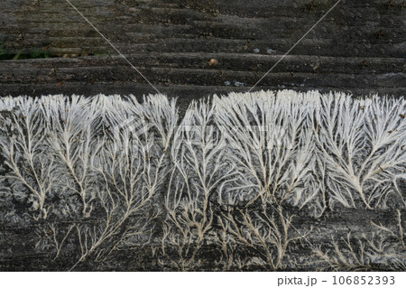 草のようにも見える菌類の菌糸の小宇宙・忍野村 草のようにも見える菌類の菌糸の小宇宙・忍野村 106852393