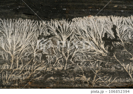 雪の降る朝 106852394