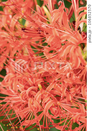 独特の赤色で好みが判れるヒガンバナの花・クローズアップ 106852570