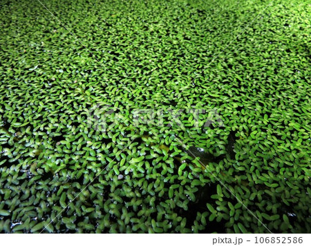 アクアリウムプランツ アクアリウムプランツ 106852586