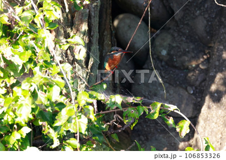 獲物を狙うカワセミ 獲物を狙うカワセミ 106853326