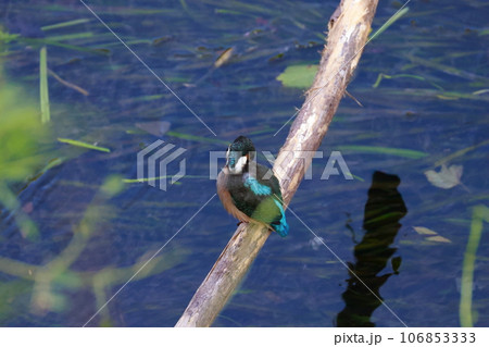 獲物を狙うカワセミ 106853333