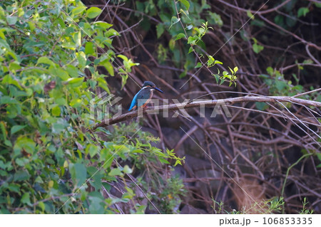 獲物を狙うカワセミ 獲物を狙うカワセミ 106853335