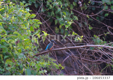 獲物を狙うカワセミ 106853337