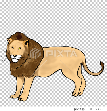 簡單寫實的獅子插畫 簡單寫實的獅子插畫 106853368