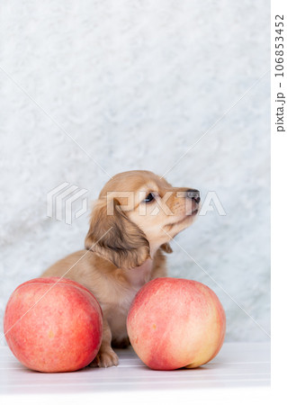 仔犬　カニンヘンダックスフンド 106853452