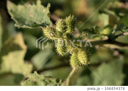 人間や動物にくっつく準備ができたオナモミの果実 106854378