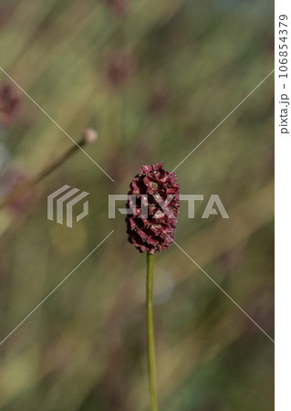4枚の咢片が赤くなった花が集合しているワレモコウ・クローズアップ 106854379