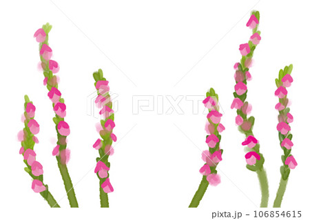 捩花（ネジバナ）の花のカード 106854615