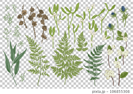 Set with winter plants. Botanical illustration. Fern, larch branches and cones, eucalyptus leaves and seeds, mistletoe, snow berry, blue thistle. Set with winter plants. Botanical illustration. Fern, larch branches and cones, eucalyptus leaves and seeds, mistletoe, snow berry, blue thistle. 106855308